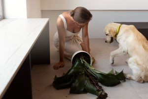 End of Tenancy With Pets in Auckland | Cleaning & Bond Guide